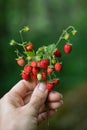 Woman& x27;s hand holding bouquet of fragrant red berries wild strawberries Fragaria vesca in forest. Vertical Royalty Free Stock Photo