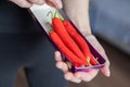 Woman& x27;s hand holding chili pepper close-up. The process of preparing spicy soup or homemade hot sauce. Royalty Free Stock Photo