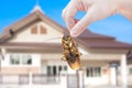 Woman's Hand holding cockroach on house background