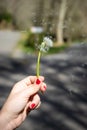 Woman& x27;s hand holding a dandelion while it& x27;s being blowed