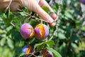 A womans hand holds a branch with blue plums bursting from excess rain. Fruit tree care and harvesting Royalty Free Stock Photo