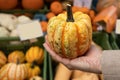 A woman& x27;s hand holds a bright small pumpkin against the background of vegetable boxes, an Austrian street market