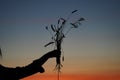 A woman& x27;s hand holds a raised bunch of meadow flowers against the sky in evening Royalty Free Stock Photo