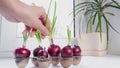 A woman's hand picks fresh green onions grown on a window in a container in the background a window. Close-up. Dioganal.