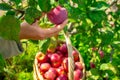 A woman& x27;s hand picks a red ripe apple from an apple tree branch and puts it in a fruit basket. Organic garden Royalty Free Stock Photo