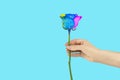 woman& x27;s hand stretches out a rose  on a blue Royalty Free Stock Photo