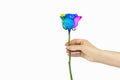 woman& x27;s hand stretches out a rose isolated on a white Royalty Free Stock Photo