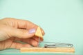 A woman& x27;s hand takes a piece of cheese from a mousetrap on a blue background, danger and cheese in a mousetrap Royalty Free Stock Photo