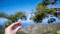 In a woman& x27;s hand there is a red dice, against the background of a pine tree and the sky. Royalty Free Stock Photo