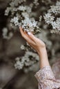 A woman& x27;s hand touches a flowering branch of an apple tree Royalty Free Stock Photo