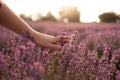 Woman& x27;s hand touching lavender on the field feeling nature. Summer evening and the girl& x27;s hand with lilac lavender