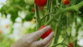 Woman's hand touchingly holds a ripe red tomato on a bush, caring for and fertilizing garden plots. growing organic food