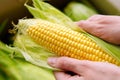 Woman's hands clean corn cob. Farmer holding corn cobs harvest in hands in corn field. A close up of an woman hands Royalty Free Stock Photo
