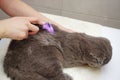 Female hands combing a Scottish Fold cat with a furminator