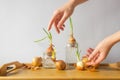 Woman& x27;s hands and group of sprouted onion bulbs witn green young sprouts on the wooden table and white background. Royalty Free Stock Photo