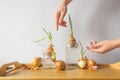 Woman& x27;s hands and group of sprouted onion bulbs witn green young sprouts on the wooden table and white background. Royalty Free Stock Photo