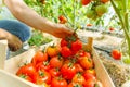 woman& x27;s hands harvesting fresh organic tomatoes putting in box, Royalty Free Stock Photo