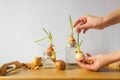 Woman& x27;s hands hold a sprouted onion bulb with green young sprouts over the wooden table. White background. Royalty Free Stock Photo