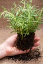 Woman& x27;s hands holding Organic Rosemary Plant with roots in fertilized soil on natural burlap. Rosmarinus officinalis in