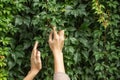 Woman& x27;s hands with ring touching branch of green wild grape leaves in the autumn garden. Walking in countryside Royalty Free Stock Photo