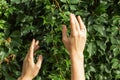 Woman& x27;s hands with ring touching branch of green wild grape leaves in the autumn garden. Walking in countryside Royalty Free Stock Photo