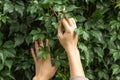 Woman& x27;s hands with ring touching branch of green wild grape leaves in the autumn garden. Walking in countryside Royalty Free Stock Photo