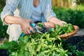 Womans hands with secateurs picking basil leaves Royalty Free Stock Photo