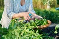 Womans hands with secateurs picking basil leaves Royalty Free Stock Photo