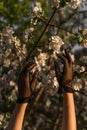 Woman& x27;s hands in vintage black lace gloves on the white blooming apple tree background. Sunset time. Royalty Free Stock Photo