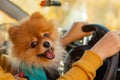woman in yellow clothes on a picnic sitting in a car with her dog Pomeranian on an autumn day. Royalty Free Stock Photo