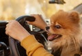 Woman in yellow clothes on a picnic sitting in a car with her dog Pomeranian on an autumn day Royalty Free Stock Photo