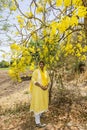 woman in yellow dress at cassia pods purging cassia Purging cassi Golden Shower Tree Indian Laburnum Cassia fistula Senne fistula Royalty Free Stock Photo