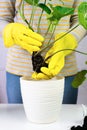 Woman in yellow gloves transplanting syngonium plant in the pot. Transplanting houseplant. Close-up. Selective focus