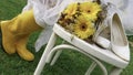 Woman in yellow gumboots and white spring dress next to a wooden chair and bouquet of yellow Gerbera daisy