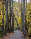 Woman Riding Bike Amongst Autumn Leaves Arrowtown New Zealand