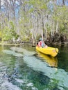 Woman in yellow-orange kayak paddling next to manatees on Silver River, Silver Springs State Park, Florida