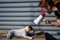 A woman yells at a lying dog through a megaphone. The girl brings up a puppy Jack Russell Terrier and swears at it with Royalty Free Stock Photo