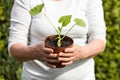 Woman with a young cucumber plant