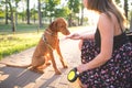Woman and a young dog in a park on a walk. Girl feeds the dog with her hands on the alley in the park