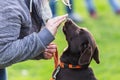 Woman with a young labrador dog on a dog training field Royalty Free Stock Photo