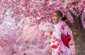 Woman in yukata kimono dress holding folding fan and looking sakura flower or cherry blossom blooming in garden