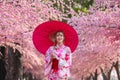 Woman in yukata kimono dress holding umbrella and looking sakura flower or cherry blossom blooming in garden