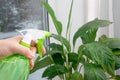 Womand hand holding spray bottle and misting houseplant Spathiphyllum commonly known as spath or peace lilies. Royalty Free Stock Photo