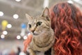 Egyptian Mau Cat Royalty Free Stock Photo