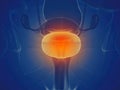 a womans bladder Royalty Free Stock Photo