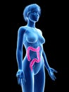 A womans colon Royalty Free Stock Photo
