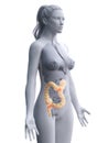 A womans colon Royalty Free Stock Photo