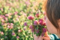 Womans face and red clover flowers in the rays of the sun. Collection of red clover. Woman picking clover in field