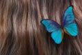 Womans hair and bright blue morpho butterfly texture background close up