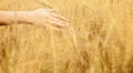 Womans hand against wheat field background. Hand of young woman touching spikelets cereal field in sunset. Agriculture harvest, Royalty Free Stock Photo